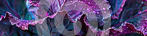 A poetic close-up of a purple cabbage leaf photo