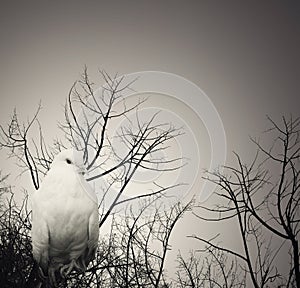 Poetical white dove photo