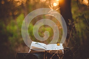 Poetry book under tree