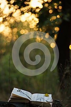 Poetry book under tree