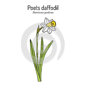 Poets daffodil, or narcissus, nargis, pheasant s eye, findern flower, pinkster lily Narcissus poeticus .