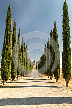 Poggio Covili cypresses avenue tuscany italy