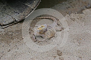 Pogona or bearded dragon