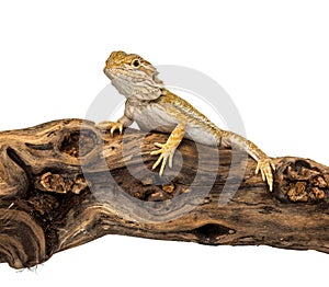 Pogona on a branch, isolated