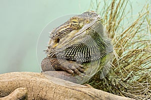 Pogona