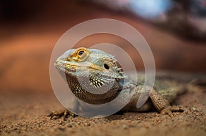 Pogona in a desert.