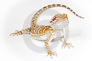 Pogona isolated