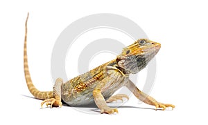 Pogona looking up, agame barbu, isolated