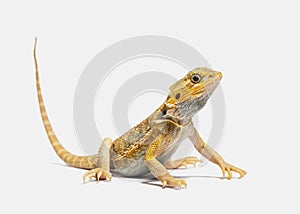 pogona, Pogona vitticeps, standing in front, isolated on grey