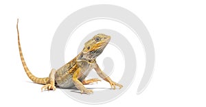 pogona, Pogona vitticeps, standing in front, isolated on white