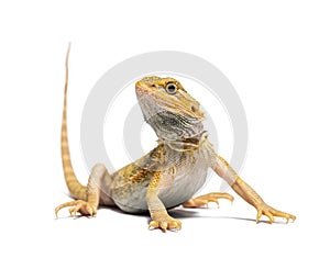 pogona, Pogona vitticeps, standing in front, isolated on white