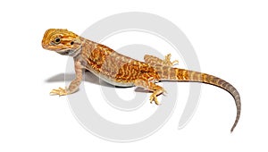 pogona, Pogona vitticeps, standing in front, isolated on white