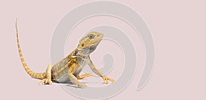 pogona, Pogona vitticeps, standing in front, isolated on white