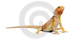 pogona, Pogona vitticeps, standing in front, isolated on white