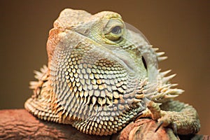 Pogona Portrait