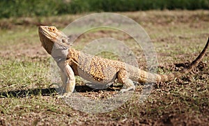 pogona, reptile on ground in profile