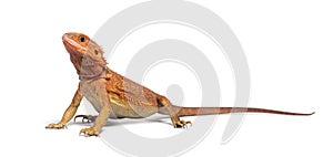 Pogona super extrem red super transparent standing in front photo