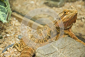 Pogona viticeps