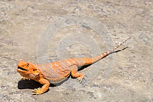 Pogona Vitticeps