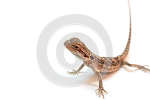 Pogona Vitticeps