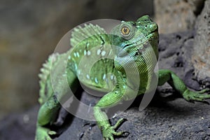 Pogona Vitticeps photo