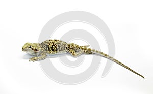 Pogona vitticeps