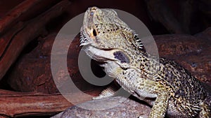 Pogona vitticeps Agamid lizard, the bearded dragon