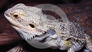 Pogona vitticeps Agamid lizard, the bearded dragon