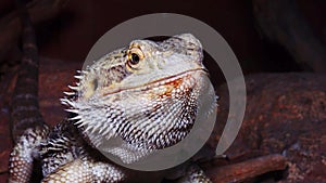 Pogona vitticeps Agamid lizard, the bearded dragon
