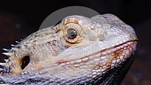 Pogona vitticeps Agamid lizard, the bearded dragon