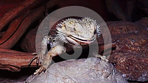 Pogona vitticeps Agamid lizard, the bearded dragon