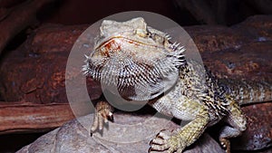 Pogona vitticeps Agamid lizard, the bearded dragon