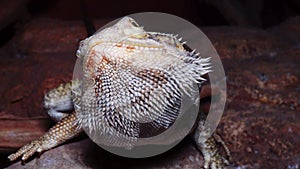 Pogona vitticeps Agamid lizard, the bearded dragon