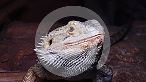 Pogona vitticeps Agamid lizard, the bearded dragon