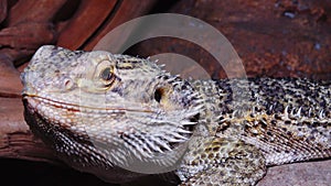 Pogona vitticeps Agamid lizard, the bearded dragon