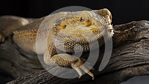 Pogona Vitticeps or Bearded Dragon, close-up shot. A large lizard sits and listening carefully