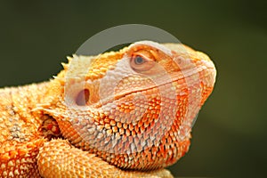 Pogona vitticeps Central Bearded Dragon close up photo