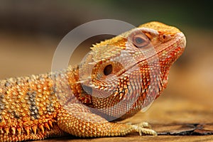 Pogona vitticeps Central Bearded Dragon photo