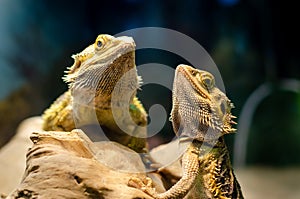 Pogona vitticeps, the central or inland bearded dragon, is a species of agamid lizard occurring in a wide range of arid to