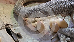 Pogona vitticeps deposing eggs