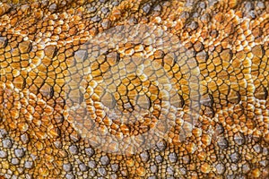 Pogona vitticeps detail of skin