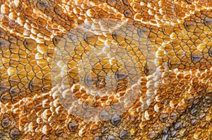 Pogona vitticeps detail of skin