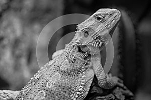 Pogona vitticeps with light green skin walks in nature.