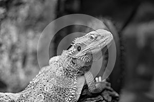 Pogona vitticeps with light green skin walks in nature.