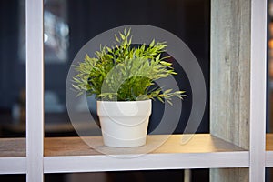 Pogonatherum paniceum in a flower pot on a shelf in the interior.