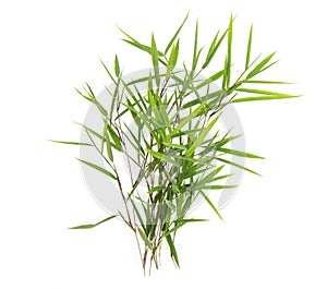 Pogonatherum paniceum green leaves isolated on  white background.top view,flat lay
