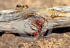 Pogonomyrmex worker ant
