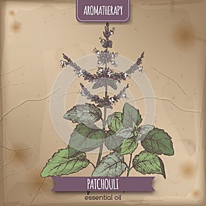 Pogostemon cablin aka Patchouli color sketch on vintage background.