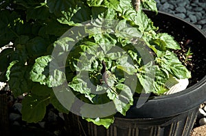 Pogostemon cablin patchouli plant in pot with lizard