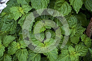 Pogostemon cablin patchouly plant leaves wet from rain top view